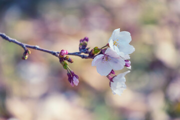 朝日に照らされて輝く桜の花びらをクローズアップ撮影