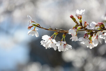 朝日に照らされて輝く桜の花びらをクローズアップ撮影
