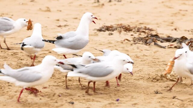 Red-billed Gulls Interacting on Great Ocean Road Beach