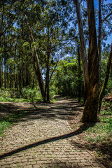 path in the woods