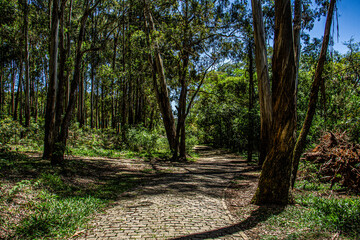 path in the woods