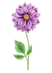Purple isolated dahlia flower. Watercolor bright flower with many petals on a long stem with green leaves.