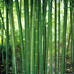 Fototapeta premium Tall Bamboo Stalks in a Serene Forest