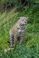 Jaguar in search of prey