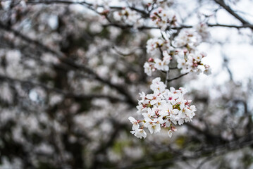 満開に咲いた桜の花