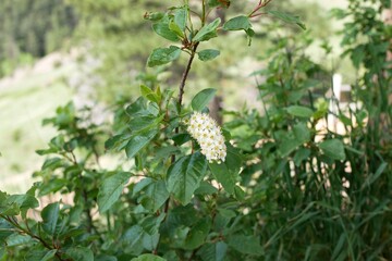 Wild Choke Cherry tree flowers in mountain, Colorado 