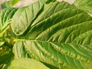 Small fire ants on leaves