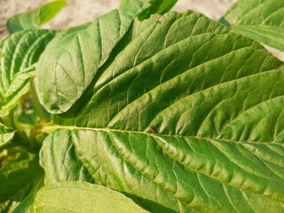 Small fire ants on leaves