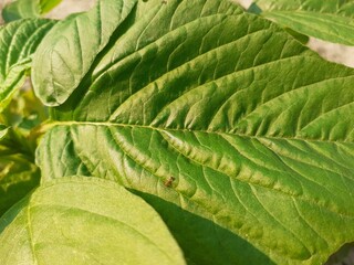 Small fire ants on leaves
