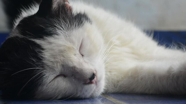 Lazy British Short Hair cat sleeping on a couch in a flat with her face squashed as she is fully relaxed