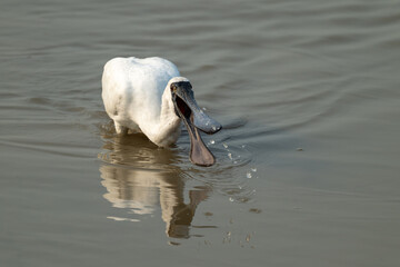 Black-faced Spoonbill Hunting for Fish