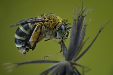 close-up A beautiful blue-banded bee perched on a delicate plant stem, with a soft green background. Its distinctive blue and black stripes are clearly visible, 04 april 2025 Indonesia
