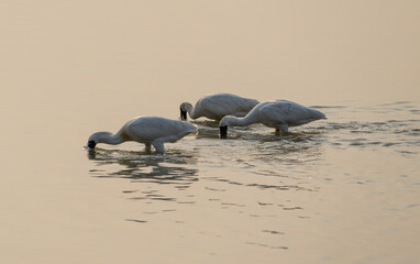 Trio of Black-faced Spoonbills Foraging in Shallow Water