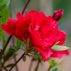 Fototapeta premium Red azalea flower blooming with green leaves
