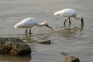 Black-faced Spoonbill Duo Foraging in Shallow Waters