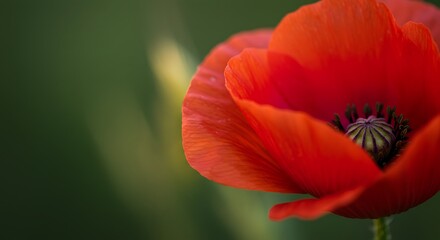 Fototapeta premium Crimson Embrace AI Generated