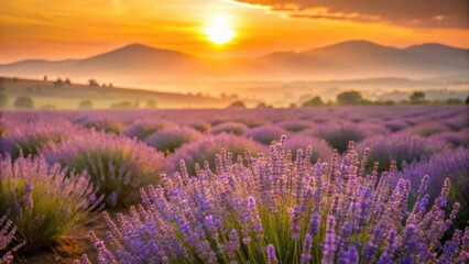 Obraz premium Golden Sunrise Illuminates a Vast Lavender Field, Painting a Serene and Picturesque Landscape