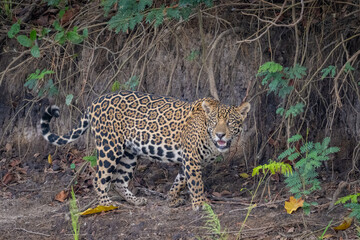 Jaguar walking in the rainforest