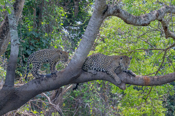 Jaguar and cub - river overlook