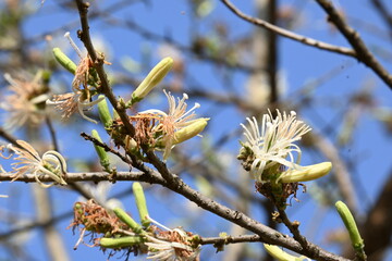 Alangium salvifolium or sage leaved alangium tree flowers. It is is a flowering plant in the Cornaceae family. Wild white flower in nature background.