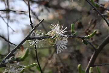 Alangium salvifolium or sage leaved alangium tree flowers. It is is a flowering plant in the Cornaceae family. Wild white flower in nature background.