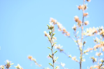 Alangium salvifolium or sage leaved alangium tree flowers. It is is a flowering plant in the Cornaceae family. Wild white flower in nature background.