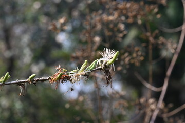 Alangium salvifolium or sage leaved alangium tree flowers. It is is a flowering plant in the Cornaceae family. Wild white flower in nature background.