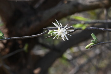 Alangium salvifolium or sage leaved alangium tree flowers. It is is a flowering plant in the Cornaceae family. Wild white flower in nature background.
