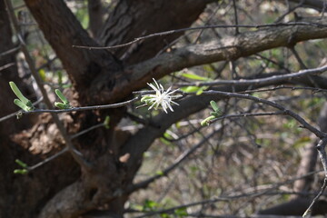 Obraz premium Alangium salvifolium or sage leaved alangium tree flowers. It is is a flowering plant in the&nbsp;Cornaceae&nbsp;family. Wild white flower in nature background.