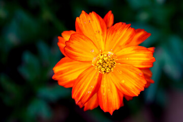 Close-up Orange Mexican aster or Cosmos flower blooming in the garden, Family Asteraceae.