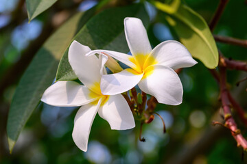 Fototapeta premium The Frangipani flower or Champaca Lao flower is the national flower of Laos in full bloom on a branch against lush green foliage.