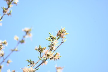 Alangium salvifolium or sage leaved alangium tree flowers. It is is a flowering plant in the Cornaceae family. Wild white flower in nature background.