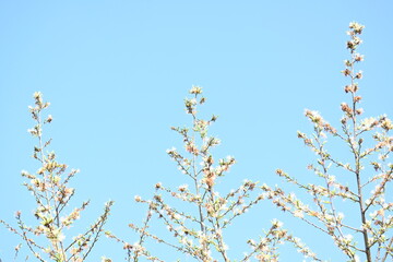 Alangium salvifolium or sage leaved alangium tree flowers. It is is a flowering plant in the Cornaceae family. Wild white flower in nature background.