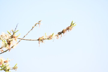 Alangium salvifolium or sage leaved alangium tree flowers. It is is a flowering plant in the Cornaceae family. Wild white flower in nature background.