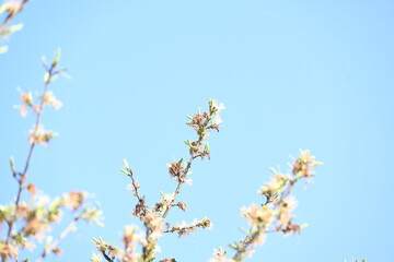 Alangium salvifolium or sage leaved alangium tree flowers. It is is a flowering plant in the Cornaceae family. Wild white flower in nature background.