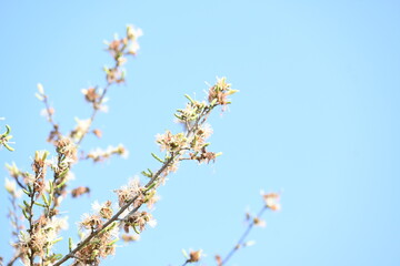Alangium salvifolium or sage leaved alangium tree flowers. It is is a flowering plant in the Cornaceae family. Wild white flower in nature background.