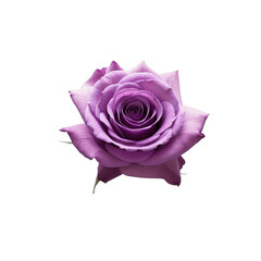 A beautiful, fully bloomed purple rose with delicate, velvety petals spiraling towards the center.