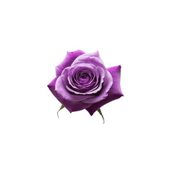 A beautiful, fully bloomed purple rose with delicate, velvety petals spiraling towards the center.