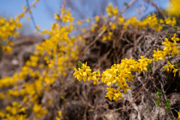 Close-up photo of yellow forsythia flowers blooming in spring in March