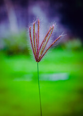 fotografia de natureza em chapada dos Guimarães brasil