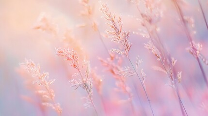 Delicate Grasses with Dew Drops in Soft Pastel Tones: A Dreamy Landscape