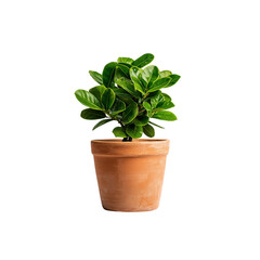 Obraz premium A small green plant with glossy leaves in a terracotta pot.