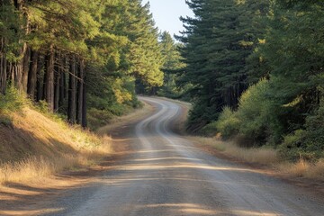 Obraz premium Dry dirt road through pine woods on a sunny day with shadows
