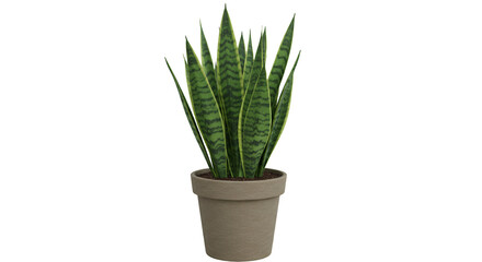 Obraz premium Potted Snake Plant with Green Leaves in Neutral Pot for Home Decor