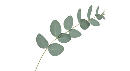Isolated Eucalyptus Branch with Silver-Green Leaves on Transparent Background