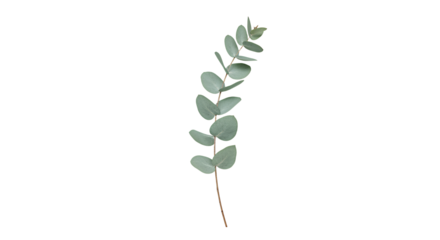 Eucalyptus Branch with Green Leaves on Transparent Background Minimalist Style
