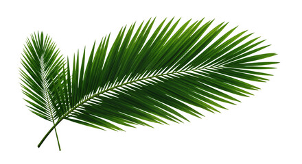 Obraz premium Palm Leaves Isolated on Transparent Background for Tropical Summer Designs