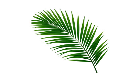 Obraz premium Isolated Green Palm Leaf on Transparent Background for Tropical Designs