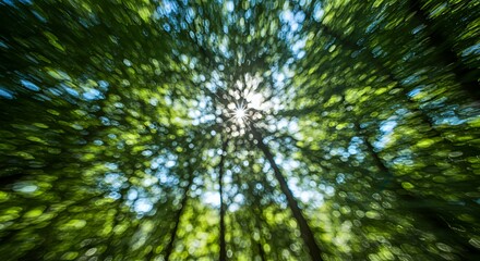 Fototapeta premium Sun Drenched Canopy Bokeh Effect