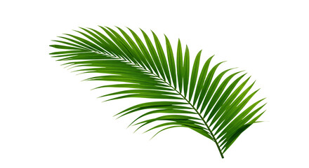 Obraz premium Isolated Green Palm Frond Against Transparent Background for Tropical Designs